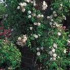 The Garland - Climbing Rose