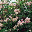 Pauls Himalayan Musk - Climbing Rose