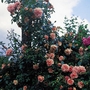 Paul Nol - Climbing Rose