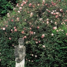 Franois Juranville - Rambler Rose