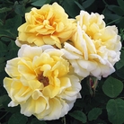 Easleas Golden Rambler - Climbing Rose
