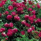 Alexandre Girault - Climbing Rose