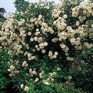 Adelaide dOrlans - Climbing Rose