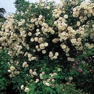 Adelaide dOrlans - Climbing Rose