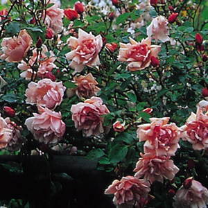 Rose Albertine - Climbing Rose