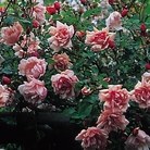 Rose Albertine - Climbing Rose