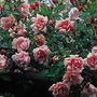 Rose Albertine - Climbing Rose