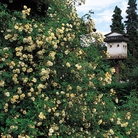 Alister Stella Grey - Climbing Rose