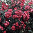American Pillar - Climbing Rose