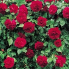 Etoile de Hollande - Climbing Rose