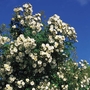 Rambling Rector - Climbing Rose