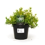 Abelia Kaleidoscope - Abelia