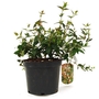 Abelia x grandiflora Edward Goucher - Abelia