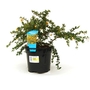 Berberis darwinii  Darwins Barberry