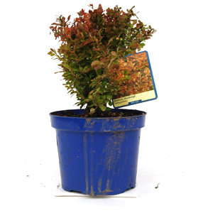 Berberis thunbergii Admiration  Japanese Barberry