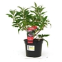 Buddleja Pink Delight - Butterfly Bush