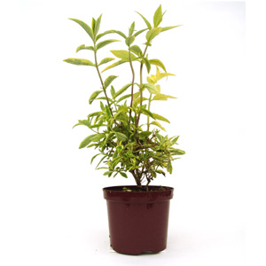 Buddleja Santana - Butterfly Bush