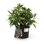 Buddleja davidii Royal Red  Butterfly Bush