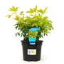 Choisya ternata Sundance  Mexican Orange Blossom