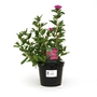 Cistus x pulverulentus Sunset  Rock Rose