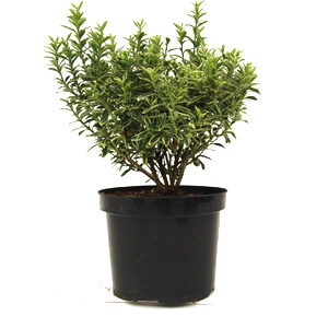 Euonymus Japonicus - Japanese Spindle