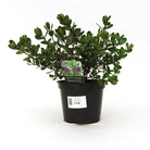 Hebe Autumn Glory - Shrubby Veronica
