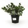 Hebe Autumn Glory - Shrubby Veronica