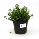 Hebe Margaret - Shrubby Veronica