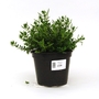Hebe Margaret - Shrubby Veronica