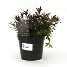 Hebe Mrs. Winder - Shrubby Veronica