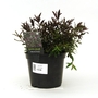 Hebe Mrs. Winder - Shrubby Veronica