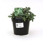Hebe pinguifolia Pagei - Shrubby Veronica