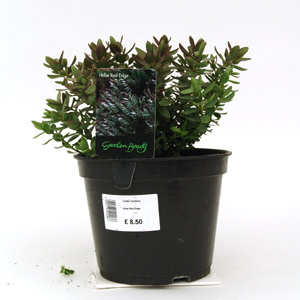 Hebe Red Edge - Shrubby Veronica