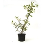 Ilex Handsworth New Silver - Holly