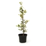 Ilex aquifolium Ferox Argentea - Holly