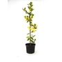 Ilex x altaclerensis Golden King - Holly