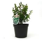 Myrtus communis - Tarentum Myrtle