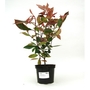 Photinia x fraseri Red Robin  Christmas Berry