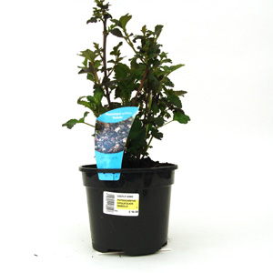 Physocarpus opulofolius Diabolo - Nine Bark