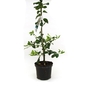 Ilex aquifolium JC van Tol - Holly