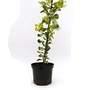 Ilex x altaclerensis Lawsoniana - Holly