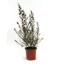 Leptospermum scoparium Nichollsii Nanum New Zealand Tea Tree