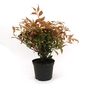 Leucothoe fontainesiana Scarletta - Fetterbush
