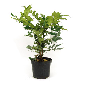 Mahonia x media Charity  Oregon Grape