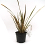 Phormium Alison Blackman  New Zealand Flax