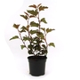 Physocarpus opuliolius Diablo DOr - Nine Bark