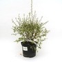 Pittosporum tenuifolium Tandara Gold - Pittosporum