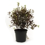 Pittosporum tenuifolium Tom Thumb - Pittosporum