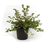 Potentilla fruticosa Abbotswood - Shrubby Cinquefoil