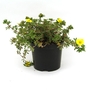Potentilla fruticosa Elizabeth - Shrubby Cinquefoil